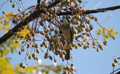 Pycnonotus sinensis formosae Hartert, 1910 白頭翁(台灣亞種)