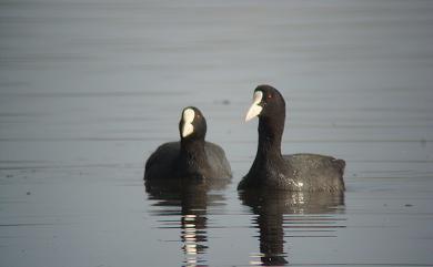 Fulica atra Linnaeus, 1758 白冠雞