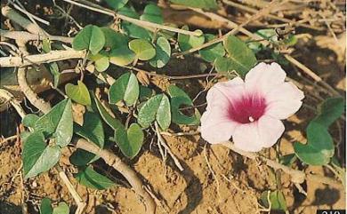 Ipomoea littoralis 海牽牛