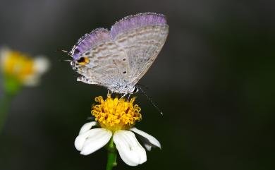 Catochrysops strabo luzonensis Tite, 1959 紫珈波灰蝶