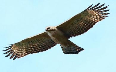 Nisaetus nipalensis Hodgson, 1836 熊鷹