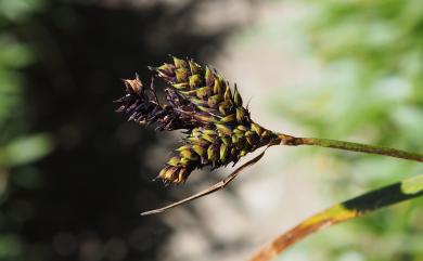 Carex atrata 南湖扁果薹