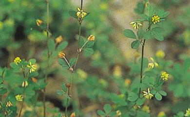Trifolium dubium 黃菽草