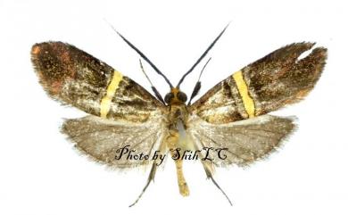 Nemophora decisella Walker, 1863 黃帶長角蛾