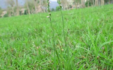 Spiranthes sinensis 綬草