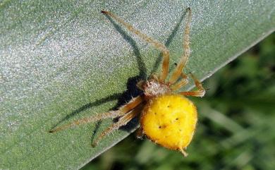 Eriovixia laglaizei Simon, 1877 拉克氏鬼蛛