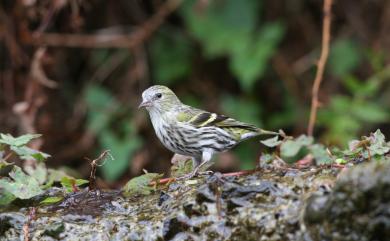 Spinus spinus (Linnaeus, 1758) 黃雀