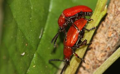 Lilioceris egena (Weise, 1922) 黑腹長頸金花蟲