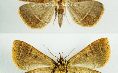 Bertula venata (Leech, 1900) 脈擬胸鬚裳蛾