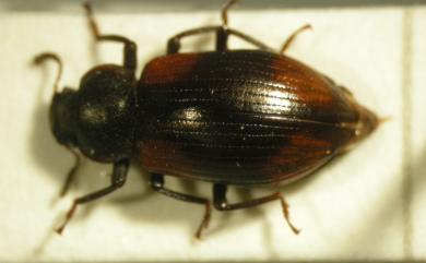 Plamius quadrimaculatus (Kaszab, 1941) 錐尾擬迴木蟲