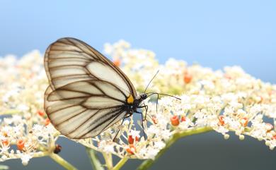 Aporia genestieri insularis Shirozu, 1959 白絹粉蝶