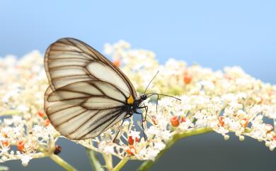 Aporia genestieri insularis (Shirôzu, 1959) 白絹粉蝶