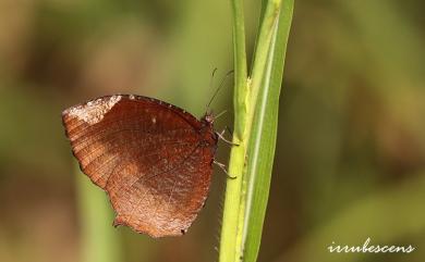 Elymnias hypermnestra hainana Moore, 1878 藍紋鋸眼蝶