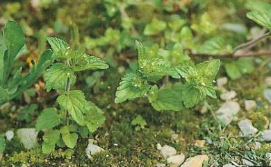 Clinopodium gracile (Benth.) Kuntze 光風輪