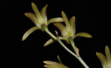 Tainia latifolia (Lindl.) Rchb.f. 闊葉杜鵑蘭