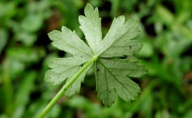 Hydrocotyle batrachium 臺灣天胡荽