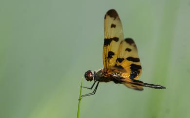 Rhyothemis variegata arria 彩裳蜻蜓