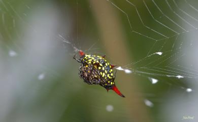 Gasteracantha sauteri Dahl, 1914 梭德氏棘蛛