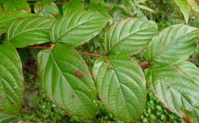 Uncaria hirsuta 臺灣鉤藤