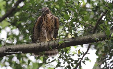 Accipiter trivirgatus formosae Mayr, 1949 鳳頭蒼鷹(台灣特有亞種)