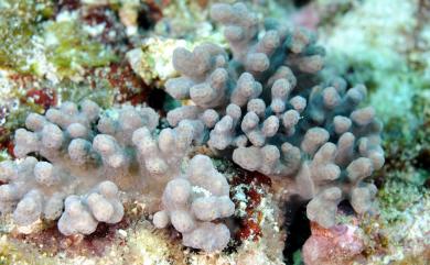 Sinularia scabra Tixier-Durivault, 1970 鱗指形軟珊瑚