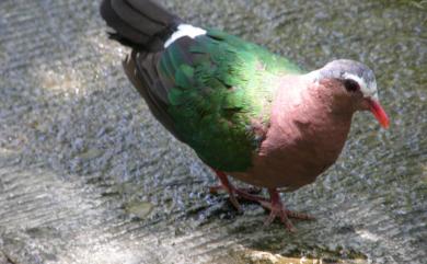 Chalcophaps indica indica (Linnaeus, 1758) 翠翼鳩