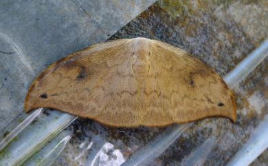 Strepsigonia diluta takamukui (Matsumura, 1927) 枯葉紋鉤蛾