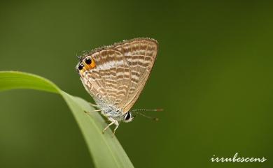 Lampides boeticus (Linnaeus, 1767) 豆波灰蝶