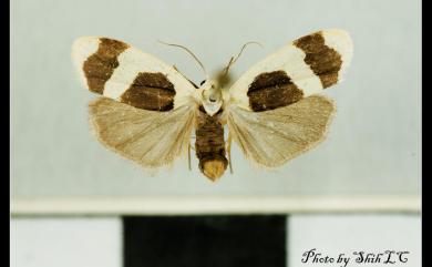 Garudinia bimaculata Rothschild, 1912 大斑苔蛾