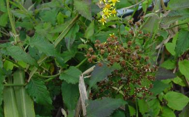 Senecio scandens var. scandens 蔓黃菀