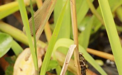 Ceriagrion auranticum ryukyuanum Asahina, 1967 紅腹細蟌