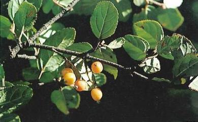 Viburnum taitoense 臺東莢蒾