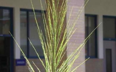 Phragmites karka (Retz.) Trin. ex Steud. 開卡蘆