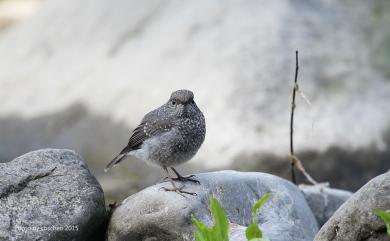 Phoenicurus fuliginosus affinis (Ogilvie-Grant, 1906) 鉛色水鶇(台灣亞種)