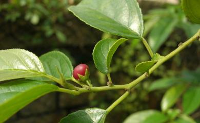 Rhamnus formosana 桶鉤藤