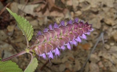 Elsholtzia ciliata (Thunb.) Hyl. 香薷