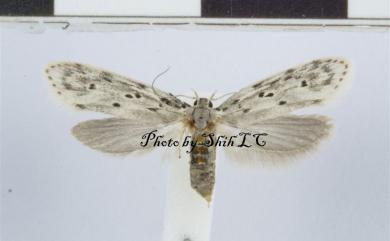 Syntomaula simulatella (Walker, 1864)