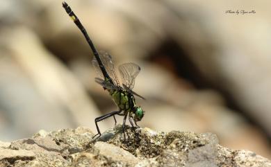 Anisogomphus maacki (Selys, 1872) 長唇春蜓