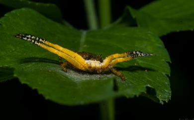 Phrynarachne ceylonica (O. Pickard-Cambridge, 1884) 錫蘭瘤蟹蛛