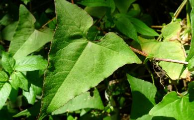 Persicaria senticosa (Meisn.) H. Gross ex Nakai 刺蓼