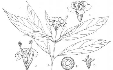 Viburnum integrifolium Hayata 玉山糯米樹