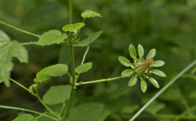 Hibiscus surattensis L. 刺芙蓉