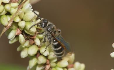 Scoliidae 土蜂科