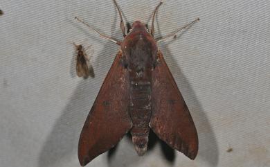 Dahira rubiginosa Moore, 1888 赭色斜帶天蛾