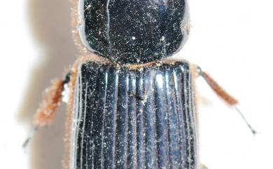 Aceraius grandis (Burmeister, 1847) 大黑艷蟲