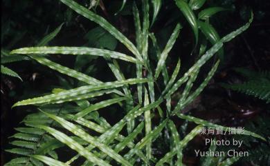 Pteris cretica L. 大葉鳳尾蕨