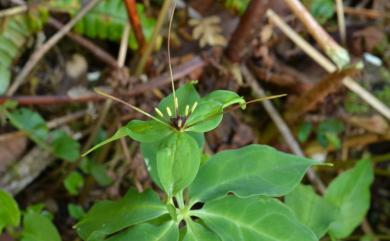 Paris polyphylla var. taitungensis 臺東七葉一枝花