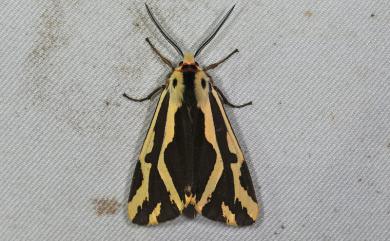 Eospilarctia formosana (Rothschild, 1933) 褐帶污燈蛾