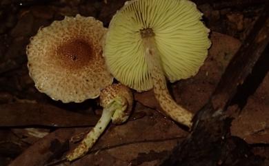 Lepiota xanthophylla