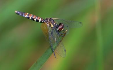 Nannophya pygmaea Rambur, 1842 小紅蜻蜓